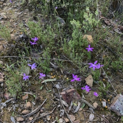 Glossodia major (Wax Lip Orchid) at Acton, ACT - 4 Oct 2021 by DGilbert