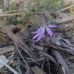 Caladenia fuscata (Dusky fingers) at Molonglo Valley, ACT - 15 Sep 2021 by DGilbert