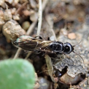 Bethylidae (family) at Cook, ACT - 5 Oct 2021