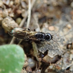 Bethylidae (family) at Cook, ACT - 5 Oct 2021