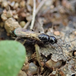 Bethylidae (family) at Cook, ACT - 5 Oct 2021