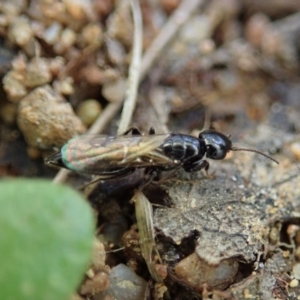 Bethylidae (family) at Cook, ACT - 5 Oct 2021