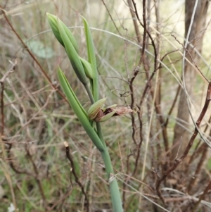 Calochilus platychilus at Cook, ACT - suppressed