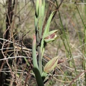 Calochilus platychilus at Cook, ACT - suppressed