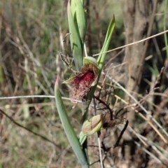 Calochilus platychilus at Cook, ACT - suppressed