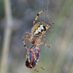 Araneus hamiltoni (Hamilton's Orb Weaver) at Black Mountain - 8 Oct 2021 by CathB