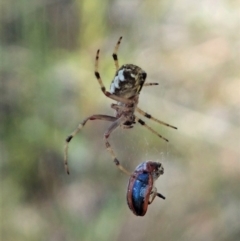 Araneus hamiltoni at Molonglo Valley, ACT - 8 Oct 2021