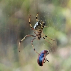 Araneus hamiltoni at Molonglo Valley, ACT - 8 Oct 2021 03:23 PM