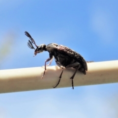 Ptilophorus sp. (genus) (Wedge-shaped beetle) at Cook, ACT - 9 Oct 2021 by CathB