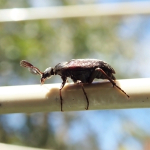 Ptilophorus sp. (genus) at Cook, ACT - suppressed