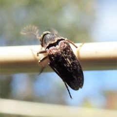 Ptilophorus sp. (genus) at Cook, ACT - suppressed