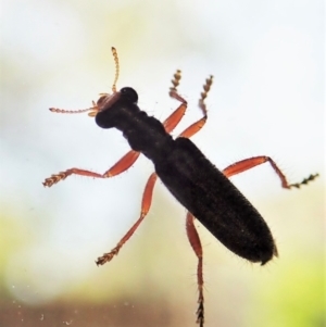 Lemidia subaenea at Cook, ACT - suppressed