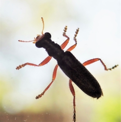 Lemidia subaenea (Clerid beetle) at Cook, ACT - 9 Oct 2021 by CathB