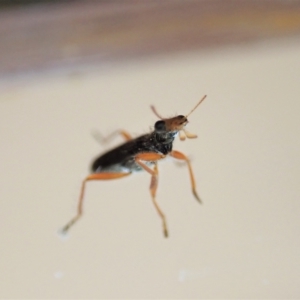 Lemidia subaenea at Cook, ACT - suppressed