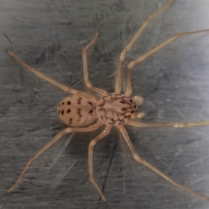 Scytodes sp. (genus) at Cook, ACT - suppressed