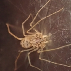 Scytodes sp. (genus) at Cook, ACT - suppressed