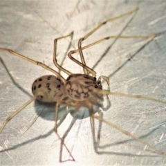 Scytodes sp. (genus) at Cook, ACT - 5 Oct 2021