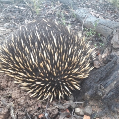 Tachyglossus aculeatus (Short-beaked Echidna) at Bonner, ACT - 14 Oct 2021 by TimotheeBonnet