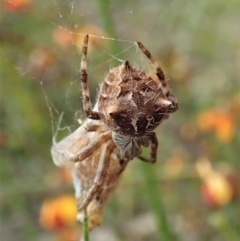 Backobourkia sp. (genus) (An orb weaver) at Aranda Bushland - 10 Oct 2021 by CathB