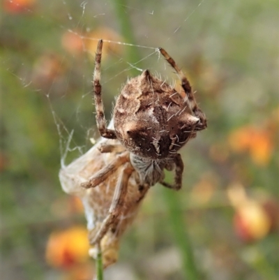 Backobourkia (genus) (An orb weaver) at Cook, ACT - 10 Oct 2021 by CathB