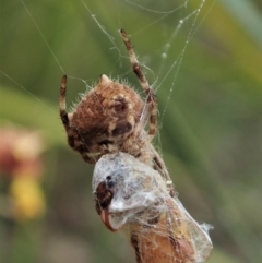 Backobourkia sp. (genus) at Cook, ACT - 10 Oct 2021