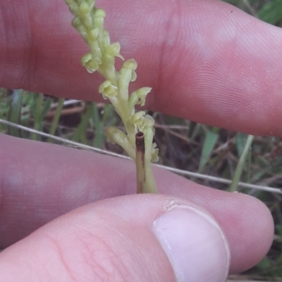 Microtis unifolia (Common Onion Orchid) at Jacka, ACT - 14 Oct 2021 by TimotheeBonnet