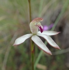 Caladenia moschata (Musky Caps) at Molonglo Valley, ACT - 12 Oct 2021 by CathB