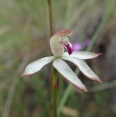 Caladenia moschata (Musky caps) at Molonglo Valley, ACT - 12 Oct 2021 by CathB