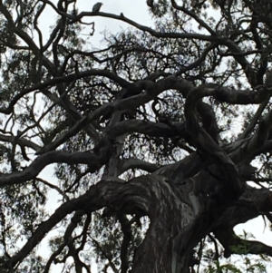 Callocephalon fimbriatum at Red Hill, ACT - 10 Oct 2021