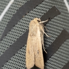 Mythimna (Pseudaletia) convecta (Common Armyworm) at Throsby, ACT - 12 Oct 2021 by trevsci