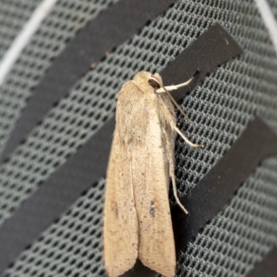 Mythimna (Pseudaletia) convecta (Common Armyworm) at Goorooyarroo NR (ACT) - 12 Oct 2021 by trevsci