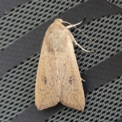 Mythimna (Pseudaletia) convecta at Throsby, ACT - 12 Oct 2021