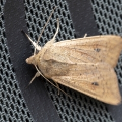 Mythimna (Pseudaletia) convecta at Throsby, ACT - 12 Oct 2021