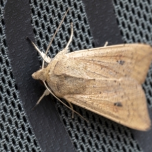 Mythimna (Pseudaletia) convecta at Throsby, ACT - 12 Oct 2021