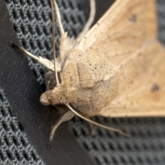 Mythimna (Pseudaletia) convecta at Throsby, ACT - 12 Oct 2021