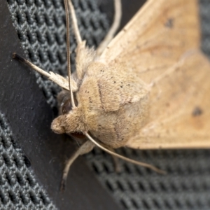 Mythimna (Pseudaletia) convecta at Throsby, ACT - 12 Oct 2021