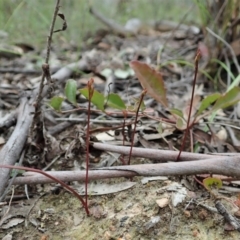 Caleana minor (Small Duck Orchid) at Black Mountain - 12 Oct 2021 by CathB