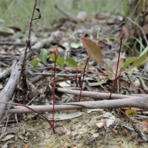 Caleana minor at Molonglo Valley, ACT - suppressed