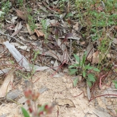 Caleana minor at Molonglo Valley, ACT - suppressed