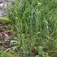 Chrysocephalum semipapposum (Clustered Everlasting) at Red Hill to Yarralumla Creek - 13 Oct 2021 by ruthkerruish