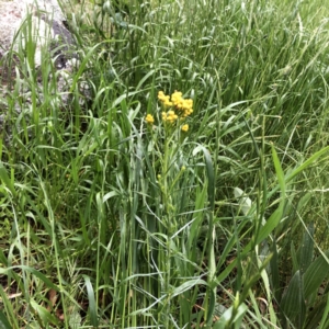 Chrysocephalum semipapposum at Hughes, ACT - 13 Oct 2021