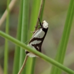 Ocystola paulinella (A Concealer Moth) at Cook, ACT - 10 Oct 2021 by CathB