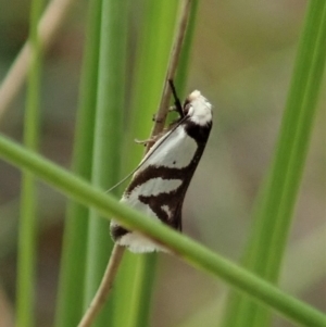 Ocystola paulinella at Cook, ACT - 10 Oct 2021