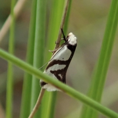 Ocystola paulinella (A Concealer Moth) at Aranda Bushland - 10 Oct 2021 by CathB