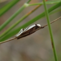 Ocystola paulinella at Cook, ACT - 10 Oct 2021 12:15 PM