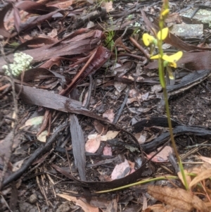 Diuris sulphurea at Lake George, NSW - suppressed