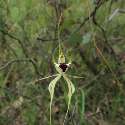 Caladenia atrovespa (Green-comb Spider Orchid) at Aranda, ACT - 10 Oct 2021 by CathB