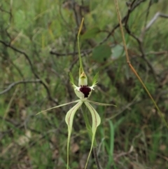 Caladenia atrovespa (Green-comb Spider Orchid) at Aranda Bushland - 10 Oct 2021 by CathB