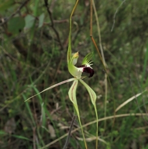 Caladenia atrovespa at Aranda, ACT - 10 Oct 2021