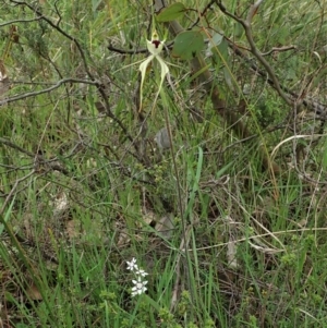 Caladenia atrovespa at Aranda, ACT - suppressed